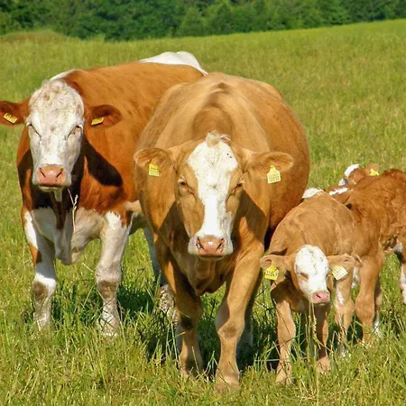 Апартаменты Ferienwohnung Neuhausen *