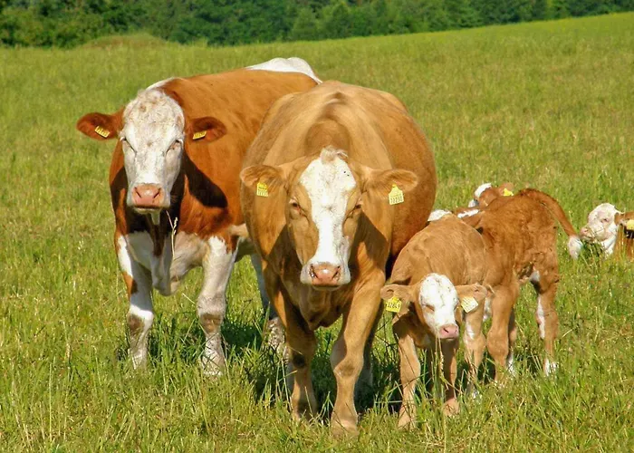 Apartament Ferienwohnung Neuhausen *